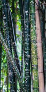 Caractères,Nature,Planter,Inscriptions,Plante,Bambou