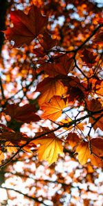 Rayons,Poutres,Branche,Feuilles,Érable,Nature