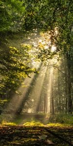 Nature,Beams,Rays,Forest,Branches,Path,Trees