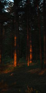 Nature,Beams,Rays,Forest,Pine,Trees