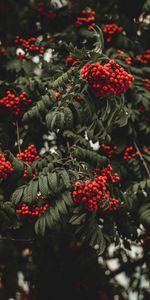 Nature,Berries,Branch,Rowan,Autumn