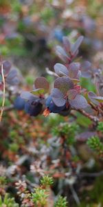 Nature,Berries,Branches,Bilberries