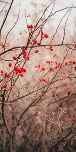 Nature,Berries,Branches,Plant