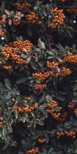 Nature,Berries,Branches,Rowan,Grona,Leaves