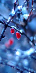 Nature,Berries,Briar,Fruit,Spring,Rain