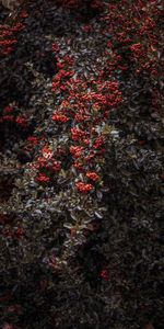 Plante,Planter,Nature,Sorbier Des Oiseleurs,Baies,Buisson