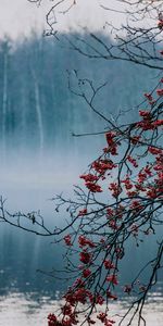 Nature,Berries,Lake,Branches,Fog