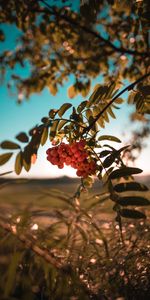 Planter,Branche,Botte,Nature,Baies,Plante,Groupe,Sorbier Des Oiseleurs