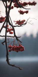 Nature,Berries,Plant,Branches