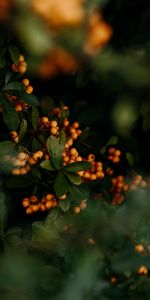 Planter,Clusters,Baies,Grappes,Nature,Feuilles,Plante