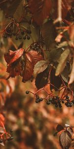 Nature,Berries,Plant,Clusters,Bunches,Leaves