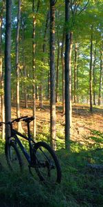 Naturaleza,Árboles,Bosque,Bicicletas