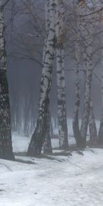 Nature,Birches,Fog,Snow