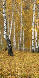 Nature,Birches,Forest,Leaf Fall,Fall,Outskirts,Edge,Autumn,Gold