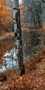 Nature,Bouleaux,Chute Des Feuilles,Lac,Tomber