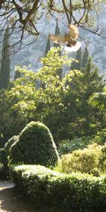 Nature,Bird,Arboretum,Flight,Wings,Garden,Swing