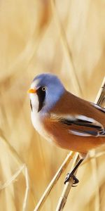 Animaux,Branches,Nature,Contexte,Oiseau