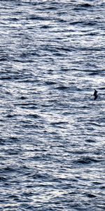 Nature,Bird,Flight,Sea