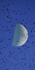 Nature,Birds,Flock,Sky,Moon