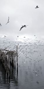 Nature,Birds,Pier,Flock,Flight,Ruins