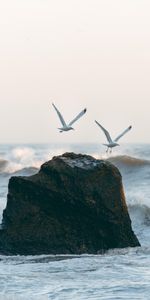 Gaviotas,Ondas,Las Rocas,Rocas,Rociar,Naturaleza,Birds,Mar