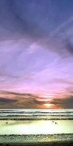 Nature,Birds,Sky,Clouds,Horizon,Shore,Bank,Flight,Ease,Pastel