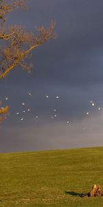 Naturaleza,Cielo,Horizonte,Madera,Birds,Oscuro,Árbol,Principalmente Nublado,Nublado,Sombrío