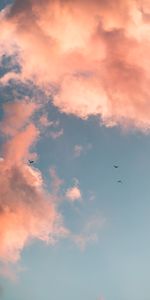 Naturaleza,Cielo,Rosa,Nubes,Birds,Rosado