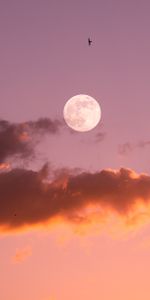 Nature,Birds,Sunset,Sky,Moon