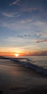 Nature,Birds,Sunset,Sun,Horizon