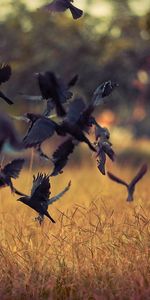 Nature,Birds,Takeoff,Crows,Field