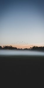 Nature,Birds,Twilight,Dusk,Forest,Fog