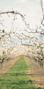 Naturaleza,Florecer,Floración,Primavera,Pista,Árboles De Manzana,Manzanos,Jardín