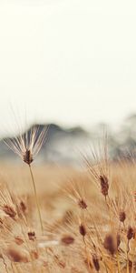 Nature,Blur,Ears,Mainly Cloudy,Overcast,Mustache,Moustache,Spikes,Wheat