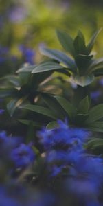 Nature,Blur,Smooth,Foliage,Plants