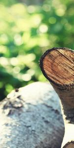 Nature,Blur,Smooth,Logs,Sticks,Summer,Stick