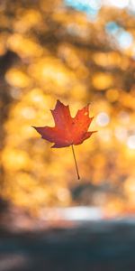 Naturaleza,Suave,Hoja,Sábana,Arce,Levitación,Borrosidad,Otoño