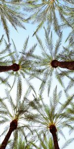 Nature,Bottom View,Leaves,Palms