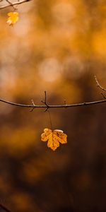 Nature,Branche,Prospectus,Brochure,Automne