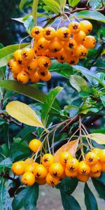 Nature,Branch,Berry,Rowan,Leaves