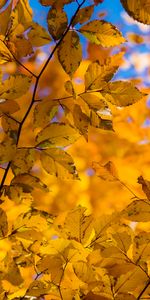 Nature,Branch,Dry,Leaves,Autumn