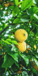 Nature,Branch,Fruit,Lemons,Wet,Citrus