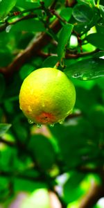 Nature,Branch,Leaves,Drops,Wet,Fruit