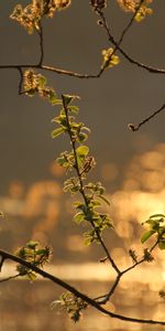 Nature,Branch,Leaves,Glare,Spring