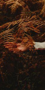 Nature,Branch,Leaves,Hand,Autumn