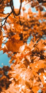 Nature,Branch,Leaves,Maple,Autumn