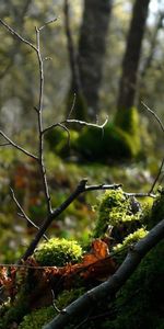 Mousse,Forêt,Branche,Nature