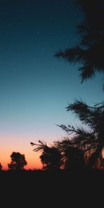 Nature,Branch,Night,Starry Sky