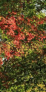 Nature,Branches,Autumn,Leaves