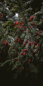 Nature,Branches,Berries,Plant,Wet